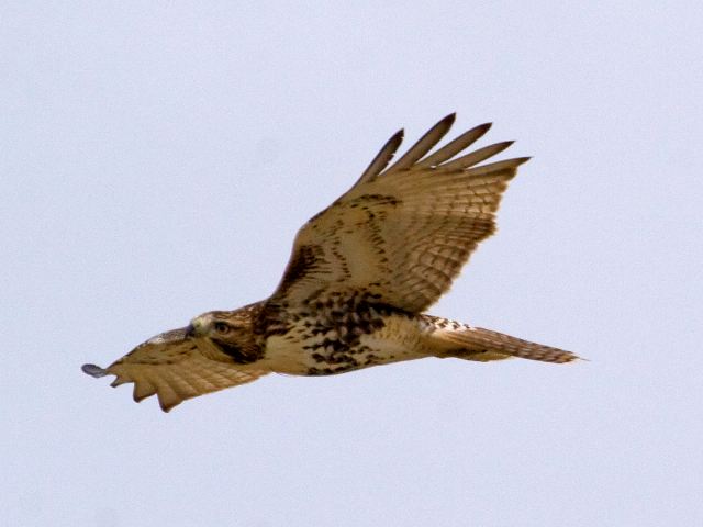 Red-tailed Hawk